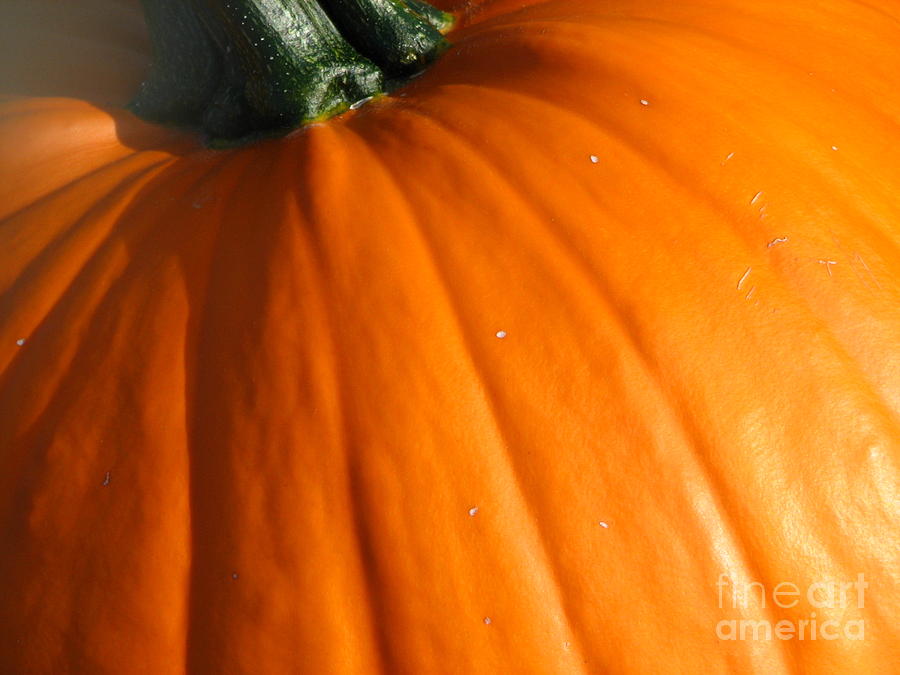 Pumpkin Photograph - Pumpkin Orange by Roxy Riou