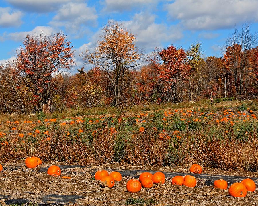 Fall Photograph - Pumpkin Patch at Rota Springs 2 by Michael Saunders