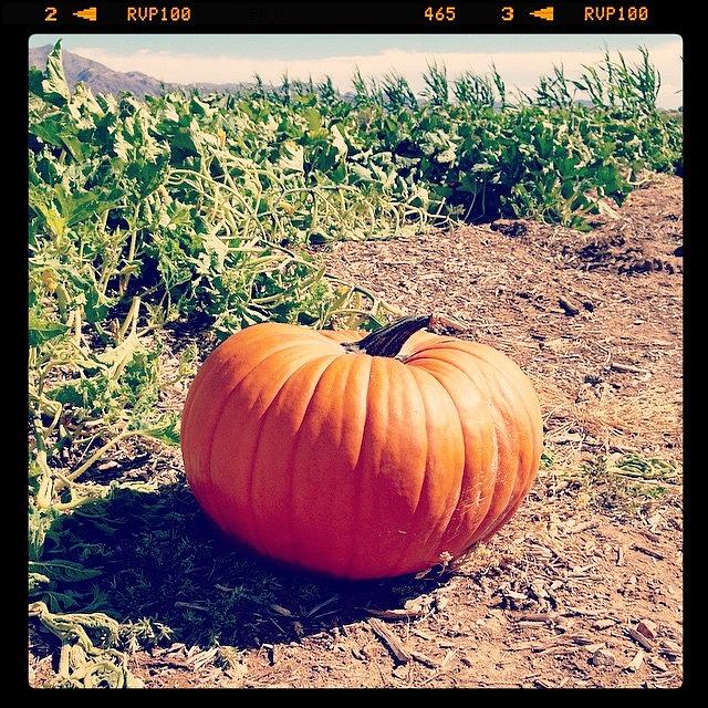 Pumpkin Patch At Gilcrease Orchard 🎃 Photograph by Fallon Henderson