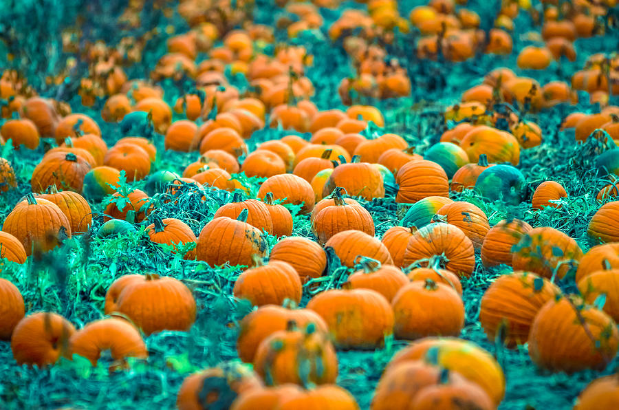 Pumpkin Patch Photograph by Brian Stevens