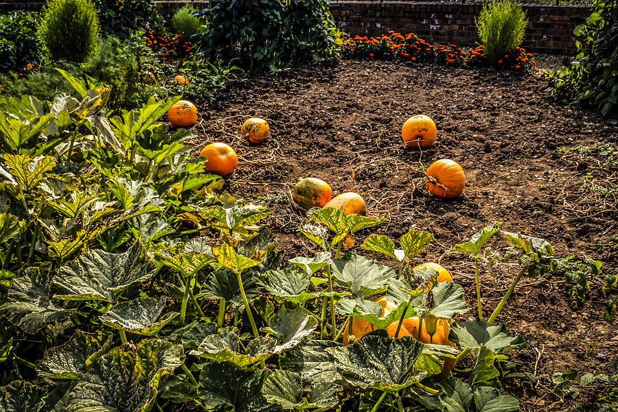 Pumpkin Patch Photograph by Chris Smith