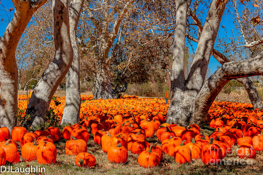 Pumpkin Patch Photograph by DJ Laughlin