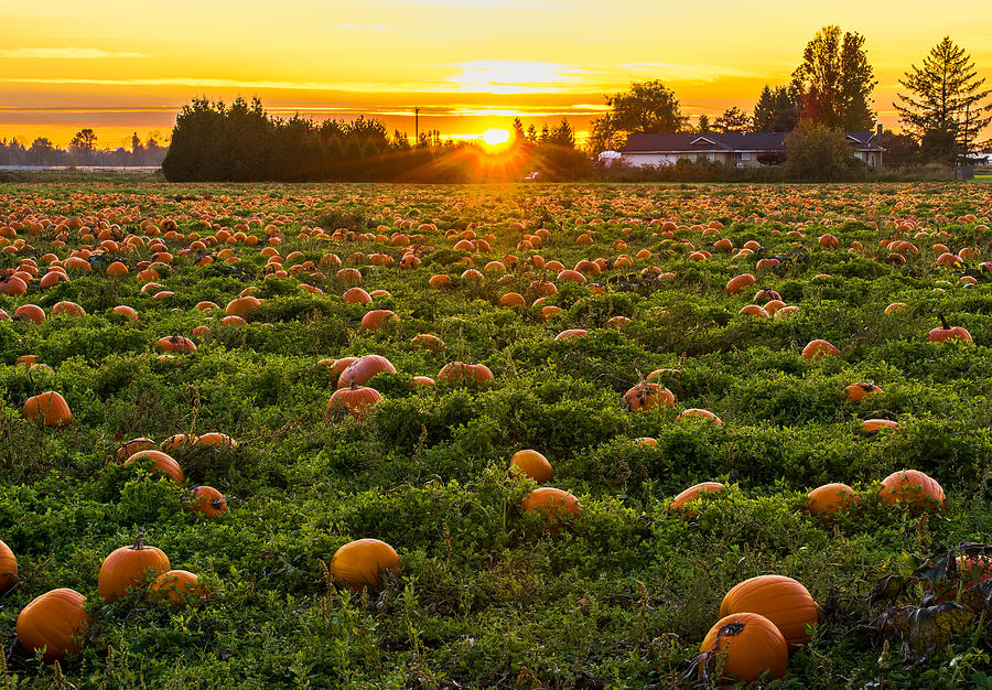 Pumpkin Patch Photograph by James Wheeler