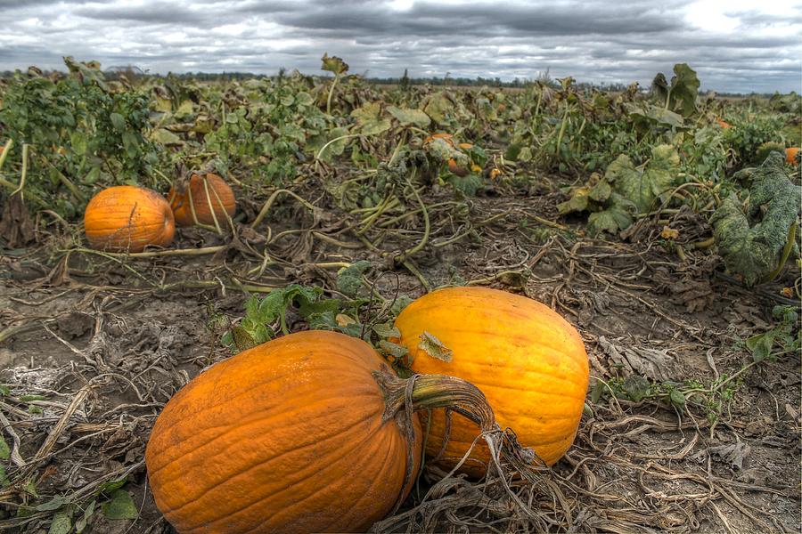 Pumpkin Patch Photograph by Jane Linders