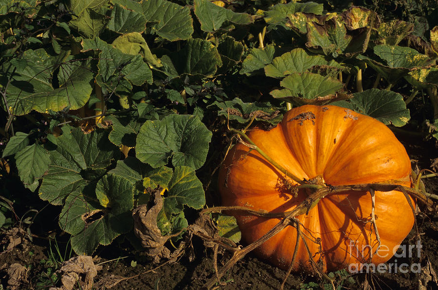 Pumpkin Patch Photograph by Jim Corwin