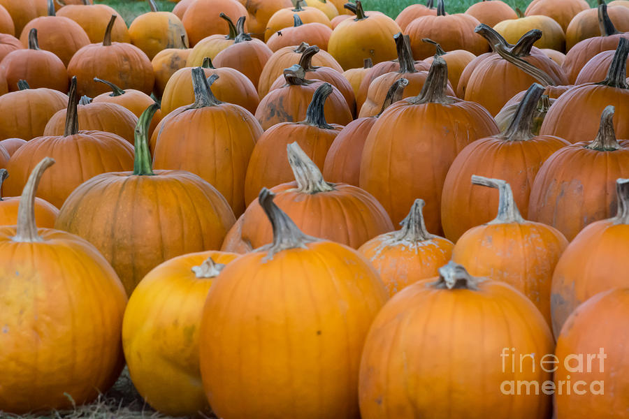 Pumpkin Patch Photograph by John Greco