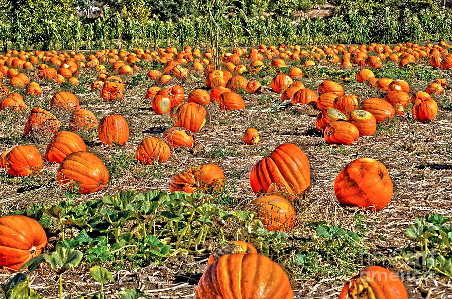 Pumpkin Photograph - Pumpkin Patch by Baywest Imaging