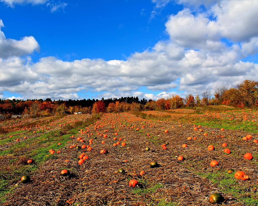 Pumpkin Patch at Rota Springs Photograph by Michael Saunders