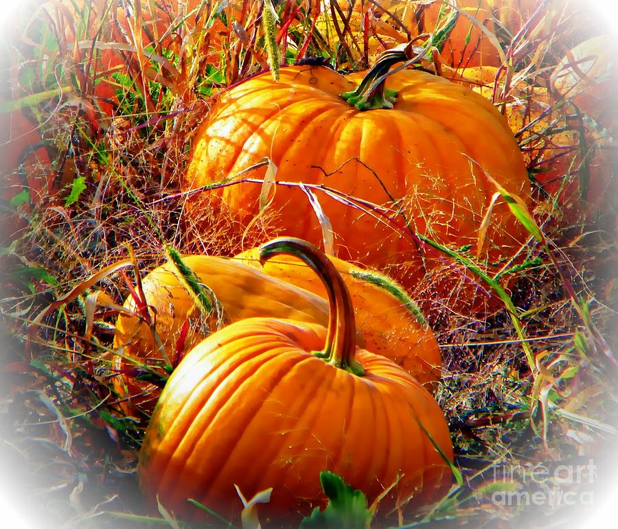 Pumpkin Patch Photograph by Michelle Frizzell-Thompson