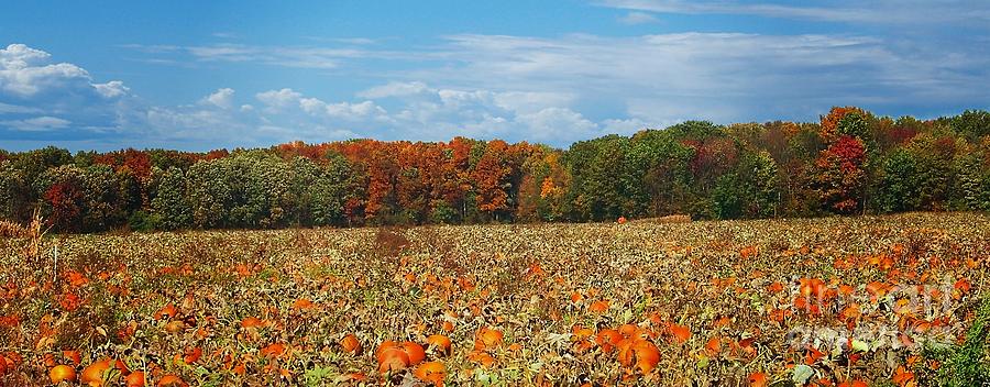 Pumpkin Patch - Panorama Photograph