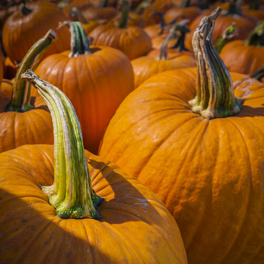Pumpkin Patch by Scott Campbell Pumpkin Patch by Scott Campbell