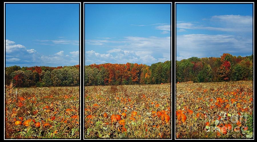 Pumpkin Patch Triptych Photograph