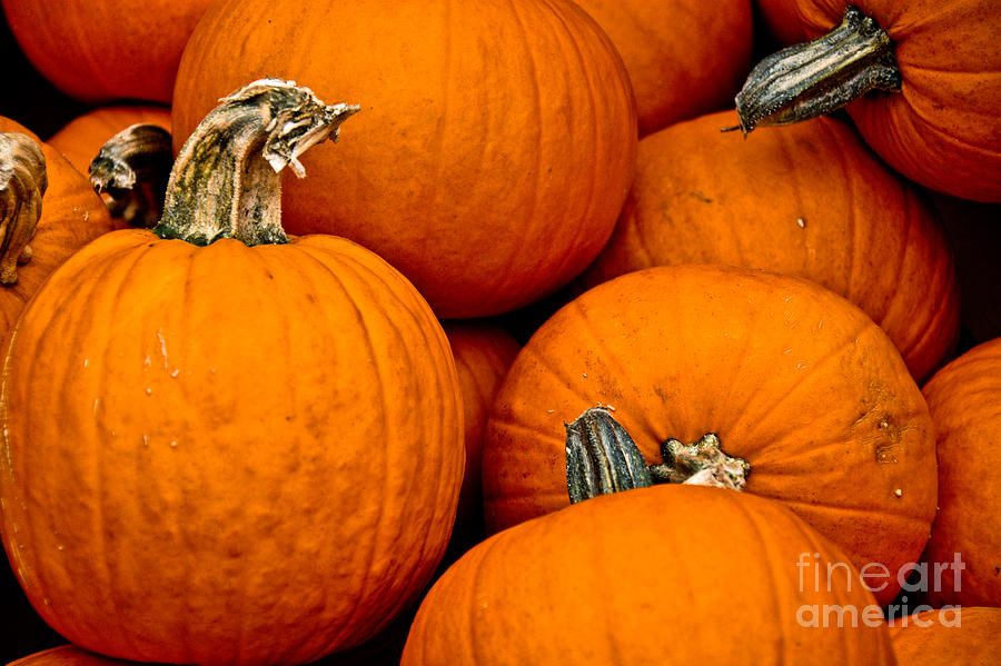 Pumpkin Pie to be Photograph by Cheryl Baxter
