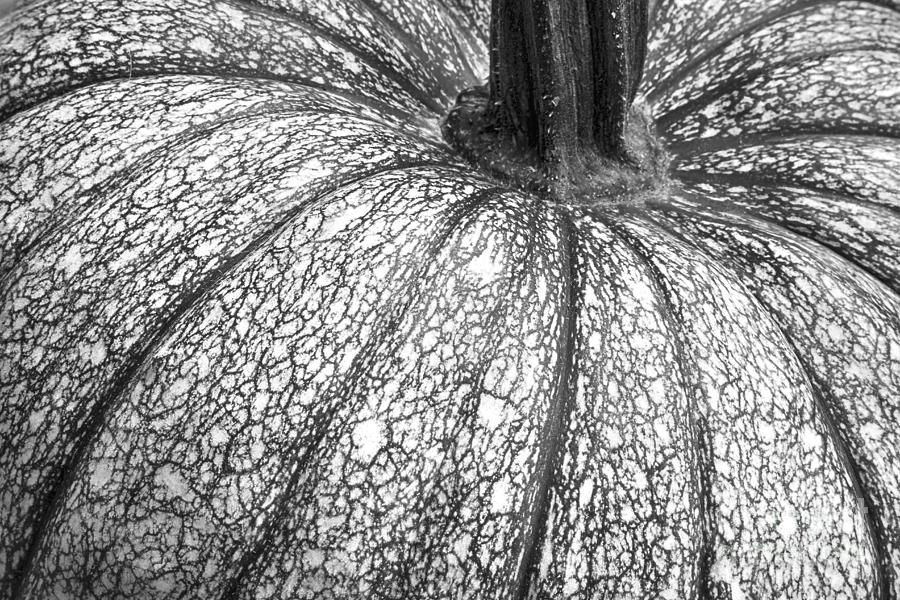 Pumpkin Pumpkin Black and White Photograph by James BO Insogna