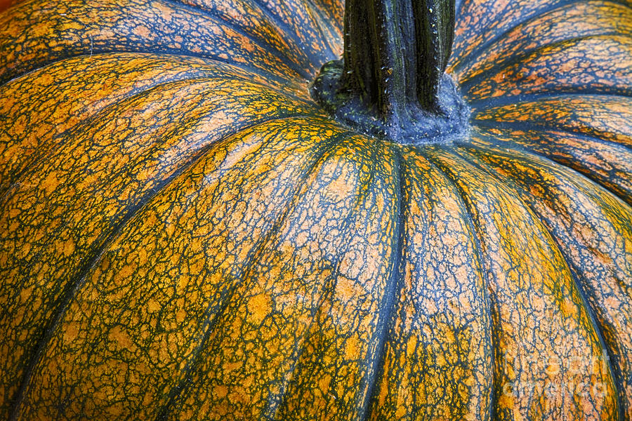Pumpkin Pumpkin Photograph by James BO Insogna