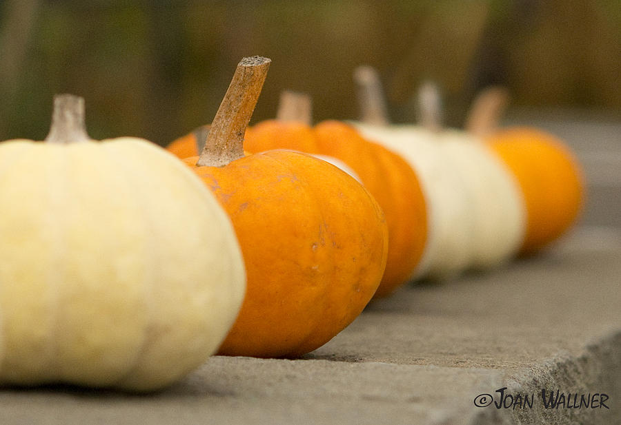 Pumpkin Row Photograph by Joan Wallner