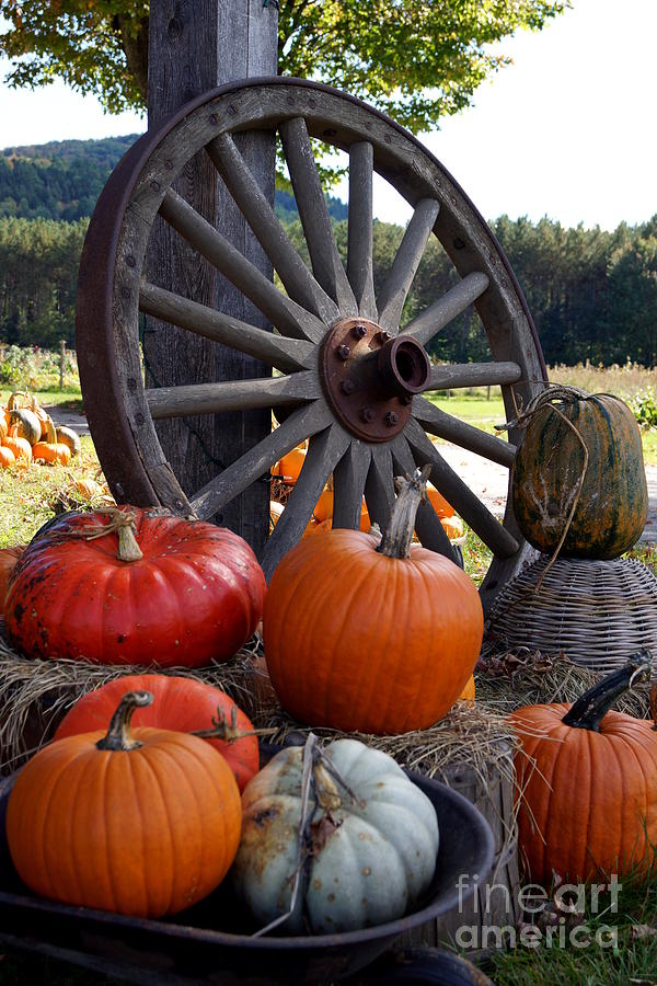 Pumpkin Wheel Photograph by Kerri Mortenson