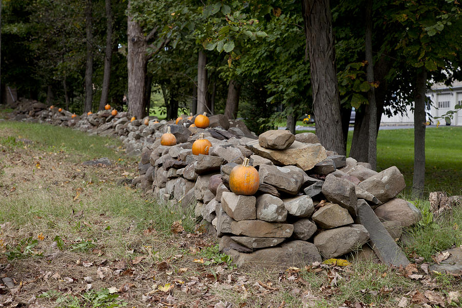 Pumpkins adorn a Connecticut stone fence Photograph by Carol M Highsmith