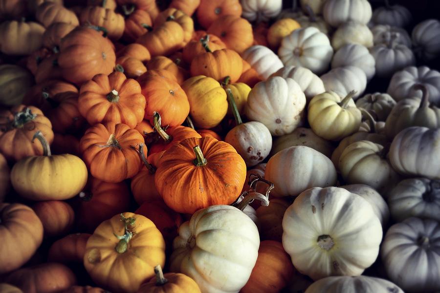 Pumpkins Photograph by Alicia Romano Pumpkins Photograph by Alicia Romano