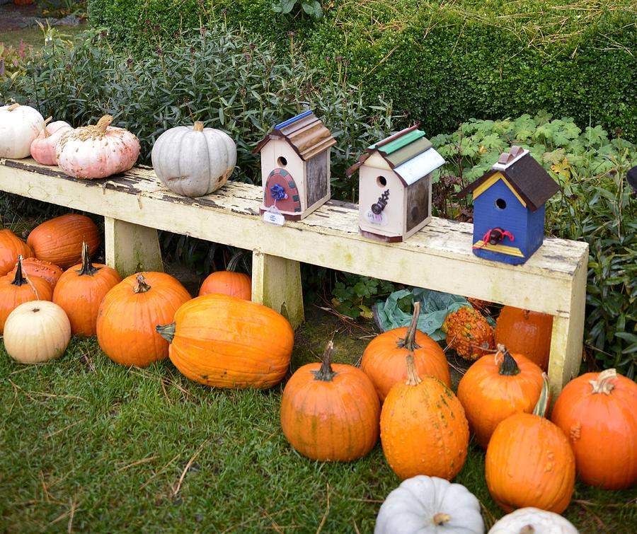 Vegetable Photograph - Pumpkins and Birdhouses by Image Takers Photography LLC - Carol Haddon