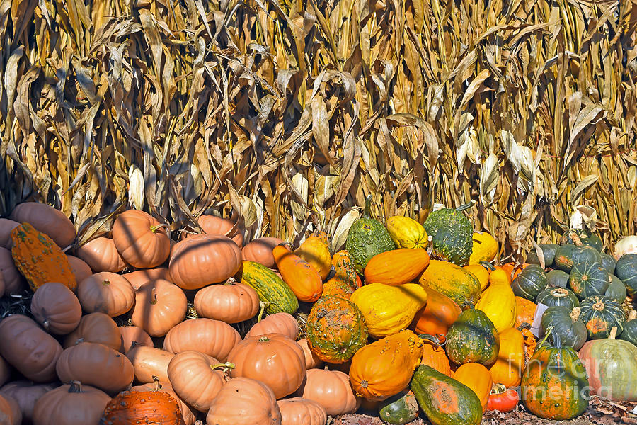 Pumpkins and corn Photograph by PatriZio M Busnel