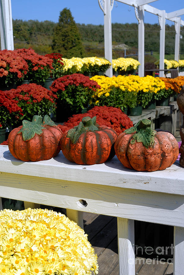 Pumpkins and Fall Flowers Photograph by Amy Cicconi