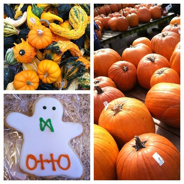 Hicks Photograph - Pumpkins And Gourds And Ghost Cookies! by Rebecca Kraut