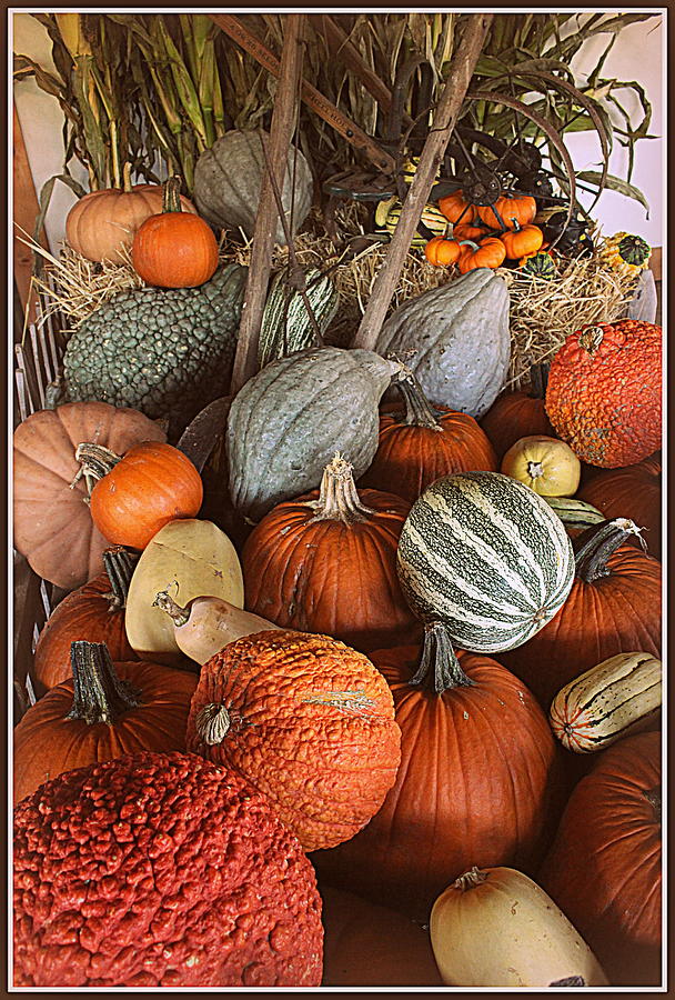 Fall Photograph - Pumpkins and Gourds by Dora Sofia Caputo