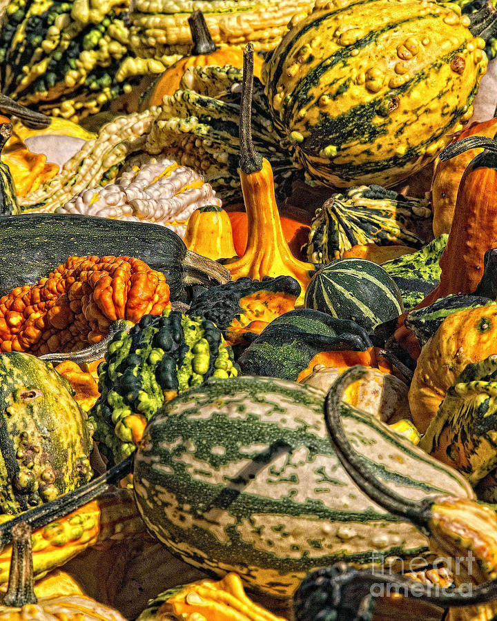 Pumpkins and Gourds Galore Photograph by Timothy Flanigan