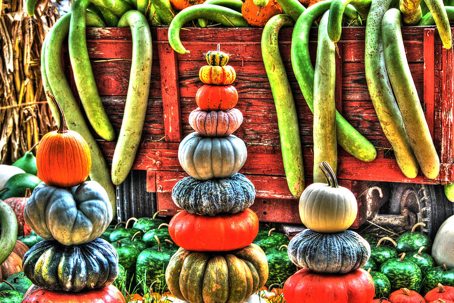 Pumpkins and Gourds Digital Art by Linda Segerson