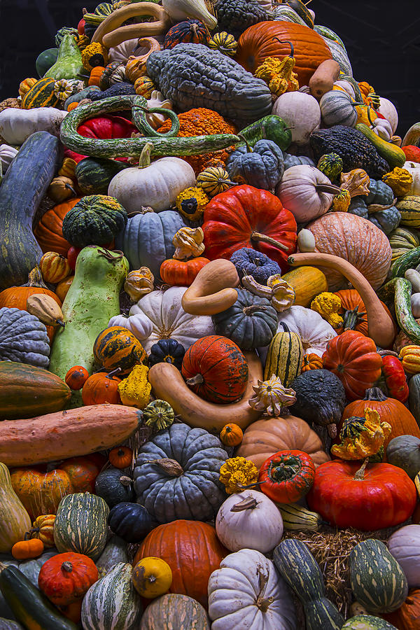 Pumpkin Photograph - Pumpkins and Gourds Pile by Garry Gay