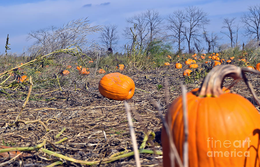 Pumpkins and more pumpkins Photograph by PatriZio M Busnel