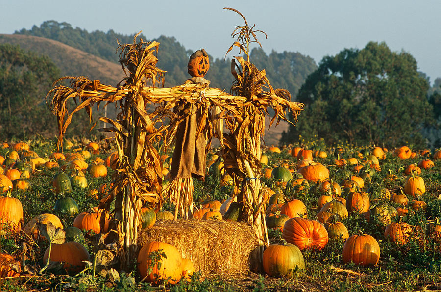 Pumpkins And Scarecrows Photograph by Brenda Tharp
