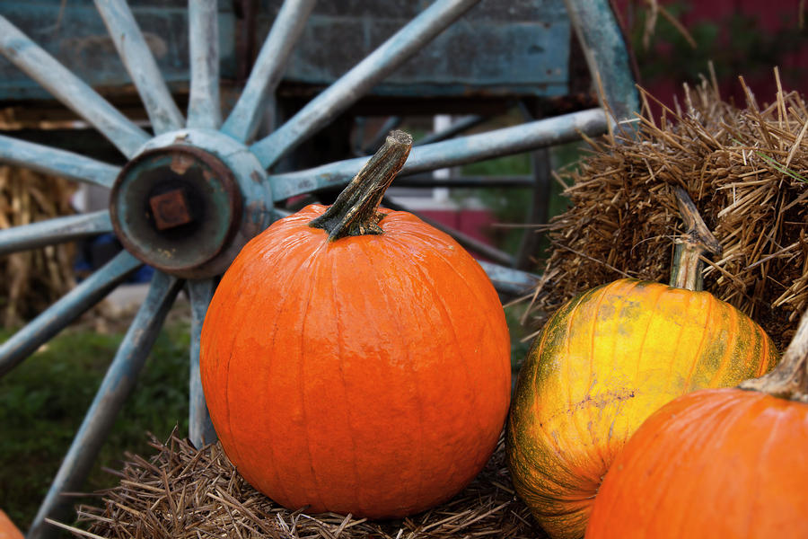 Pumpkins And Wagon Wheel  Stowe Photograph by Jenna Szerlag