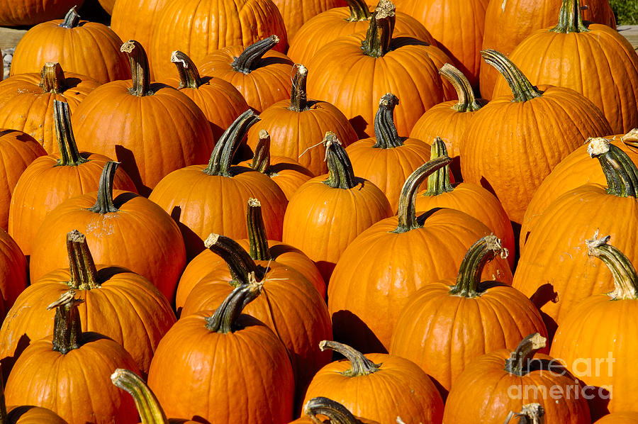 Pumpkins Photograph by Anthony Sacco