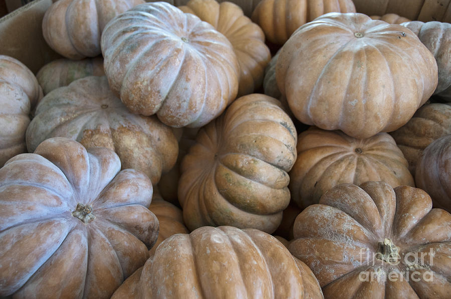 Pumpkins at Market Photograph by David Arment