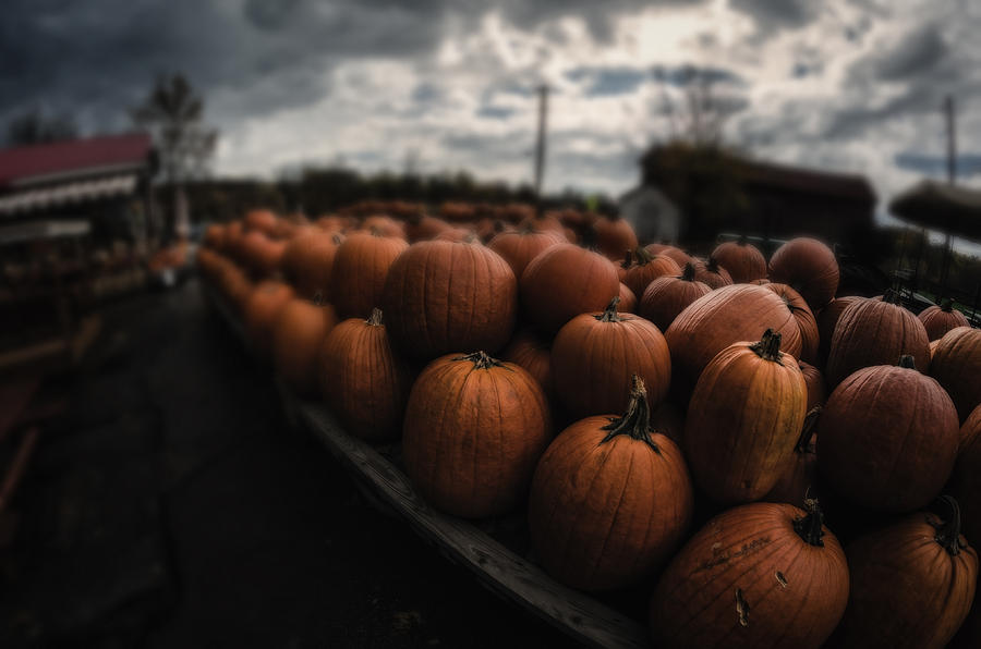 Pumpkins at the farmers market  Photograph by Michael Demagall