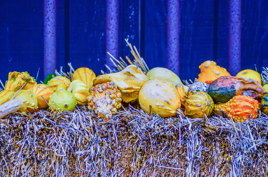 Pumpkins Decorations Photograph by Alex Grichenko