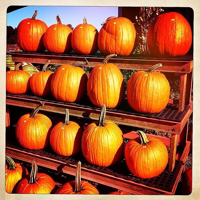 Pumpkins! Photograph by Deirdre Ryan