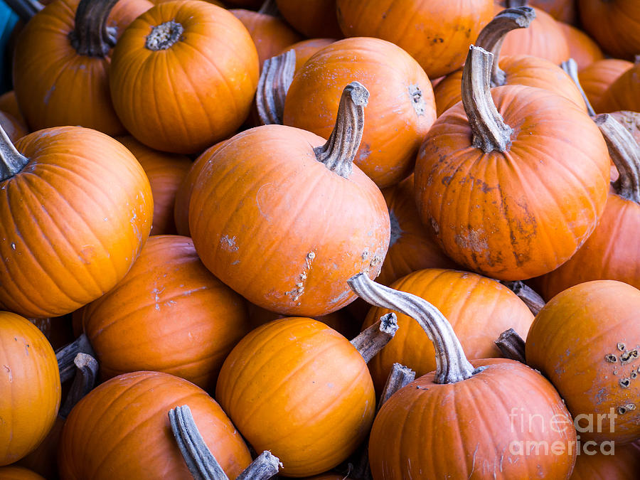 Fall Photograph - Pumpkins by Edward Fielding