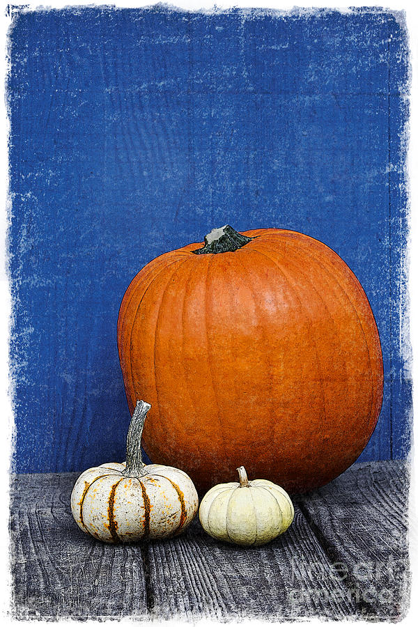 Pumpkin Photograph - Pumpkins by Elena Nosyreva