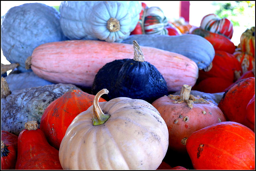 Pumpkins Every Color But Orange Photograph by Kathy Barney