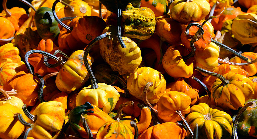 Pumpkins for Fall Photograph by David Lee Thompson