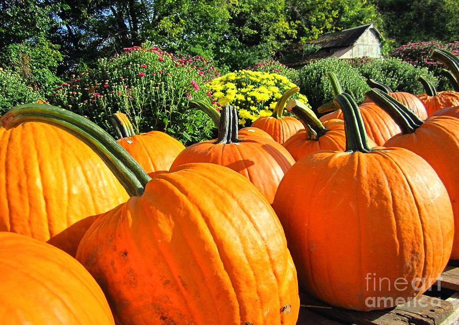 Pumpkins for Sale Photograph by Cynthia  Clark