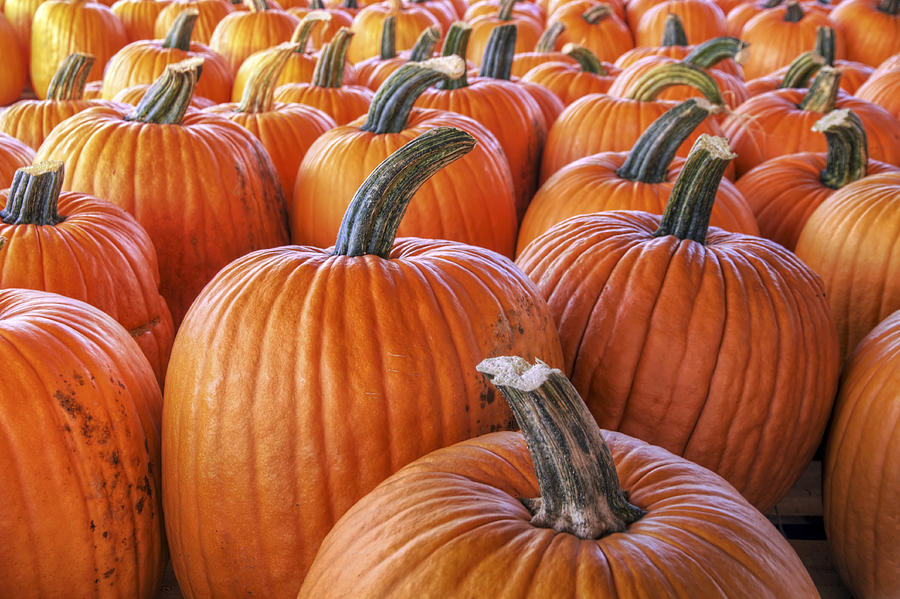 Pumpkins Galore - Autumn - Halloween Photograph by Jason Politte