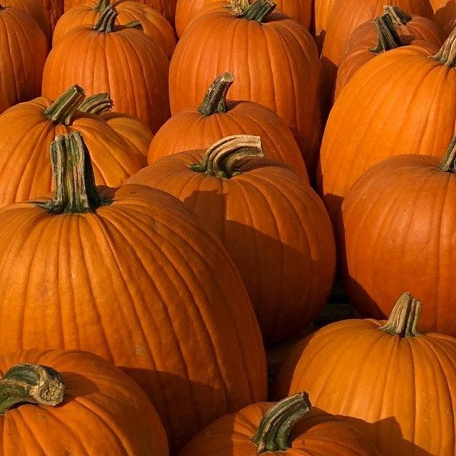 Fall Photograph - #pumpkins #harvest #fall #autumn by Art Connolly