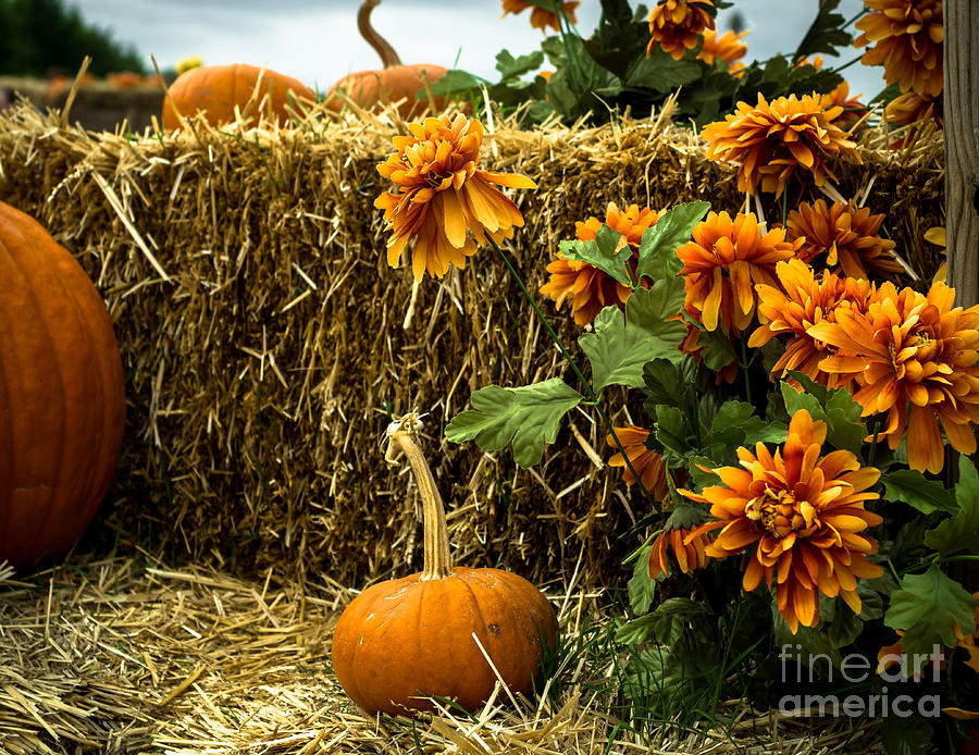 Pumpkins Hay and Artificial Flowers Photograph by Imagery by Charly