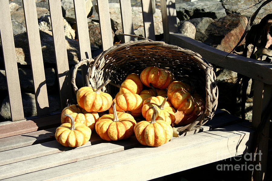 Pumpkins in a basket Photograph by B Rossitto