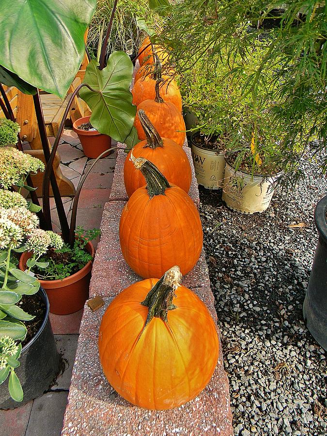 Pumpkins in a Row Photograph by Jean Goodwin Brooks
