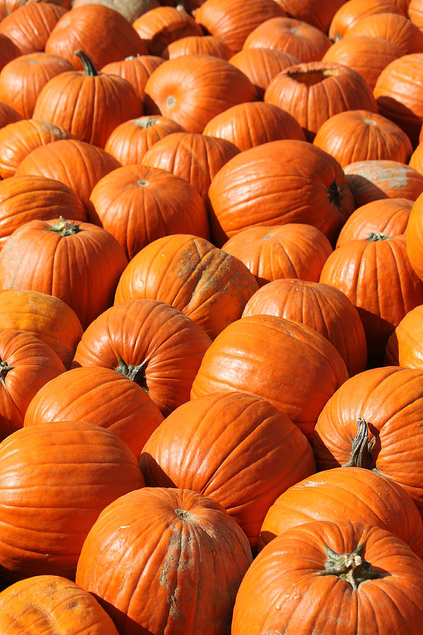 Pumpkin Photograph - Pumpkins in Waiting by Mike Watson